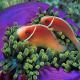 Pink skunk clownfish