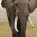 African bush elephant