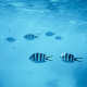Sergeant major damselfish