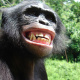 Congo rainforest