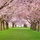 Pink Tree