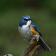Red-flanked bluetail