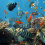 Sergeant major damselfish