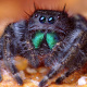 Phidippus audax