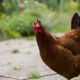 Rhode Island Red