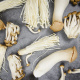 King trumpet mushroom