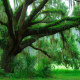 Spanish moss