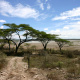 Serengeti