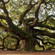 Angel Oak Tree