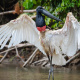 Jabiru stork