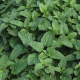 William Dam Seeds