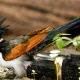 Chestnut-winged cuckoo