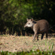 Pantanal