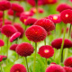 Bellis