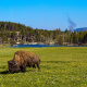 American bison