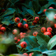 Hawthorn Tree