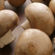 Champignons
