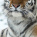 Siberian tiger