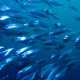 Mackerel