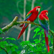 Green-winged macaw