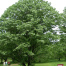 Lindens