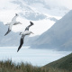 South Georgia