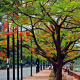 Dhanmondi Lake