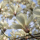 Magnolia Tree