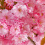 Kanzan cherry