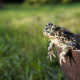 European green toad