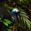 Southern Cassowary