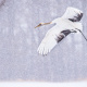 Hokkaido
