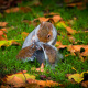 Eastern grey squirrel