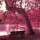 Pink Tree
