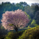 Solitary blooming sakura tree