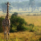 Murchison Falls
