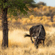 Kalahari