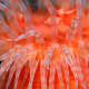 Orange beadlet anemone