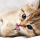 Cute Animal