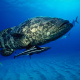 Goliath grouper