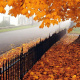 Maple Tree