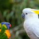 Rainbow lorikeet