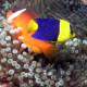 Tomato clownfish