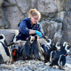 African penguins