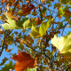 Sycamore Tree