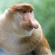 Borneo
