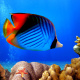 Butterflyfish