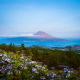 Mount Pico