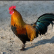 Red junglefowl