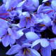 Saffron